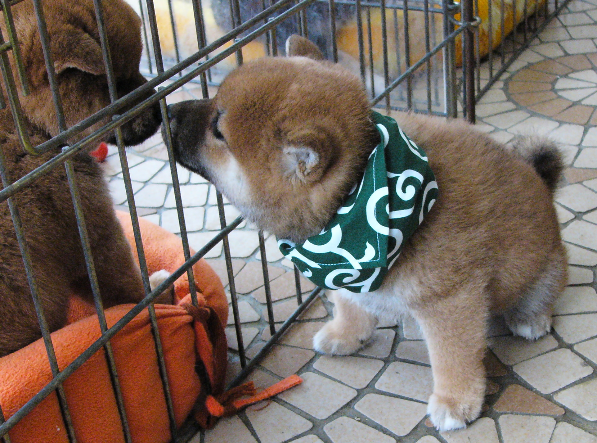 豆助風に 柴犬専門店オオノ